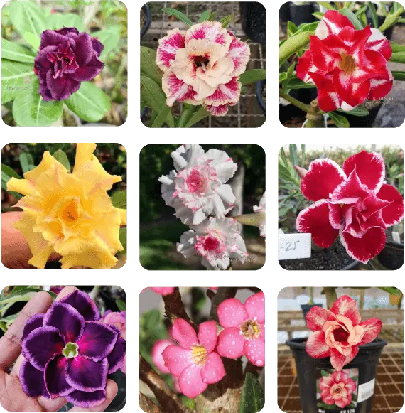 Kit de Rosas do Deserto - Mosaico de Cores